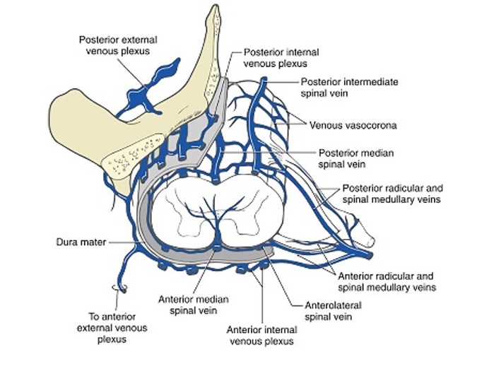 Spinal cord veins