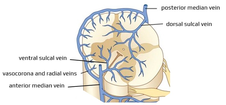Intra-spinal veins