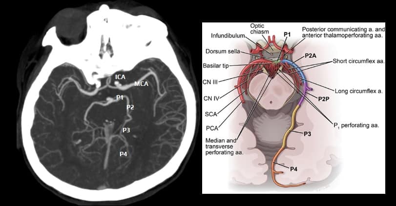Posterior cerebral artery segments