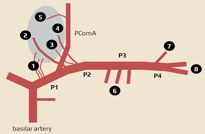 Posterior cerebral artery segments