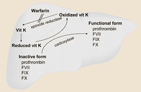 Vitamin K and warfarin