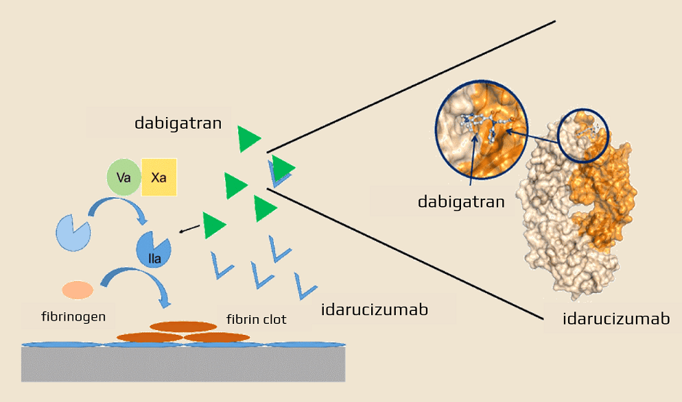 Idarucizumab (PRAXBIND) - mechanism of action