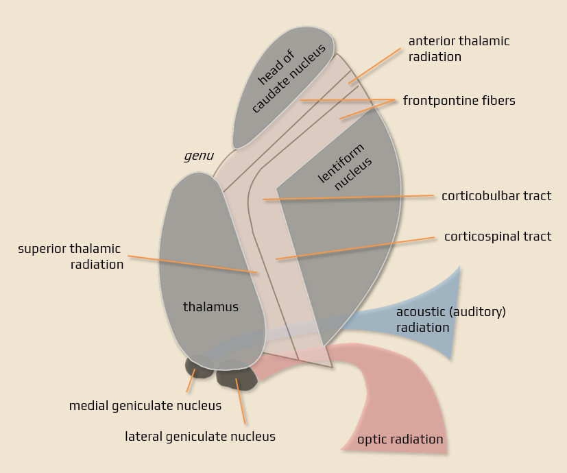 Internal capsule pathways